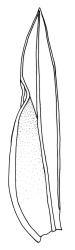Fissidens rigidulus var. rigidulus, leaf. Drawn from J.E. Beever 73-14, AK 291821.
 Image: R.C. Wagstaff © Landcare Research 2014 